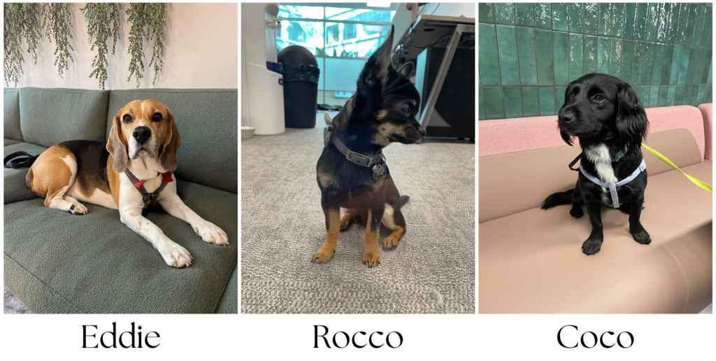 Dogs at Botanica