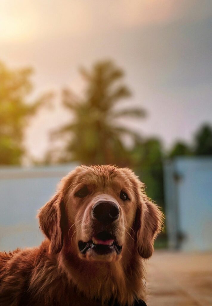 dogs at link spaces botanica